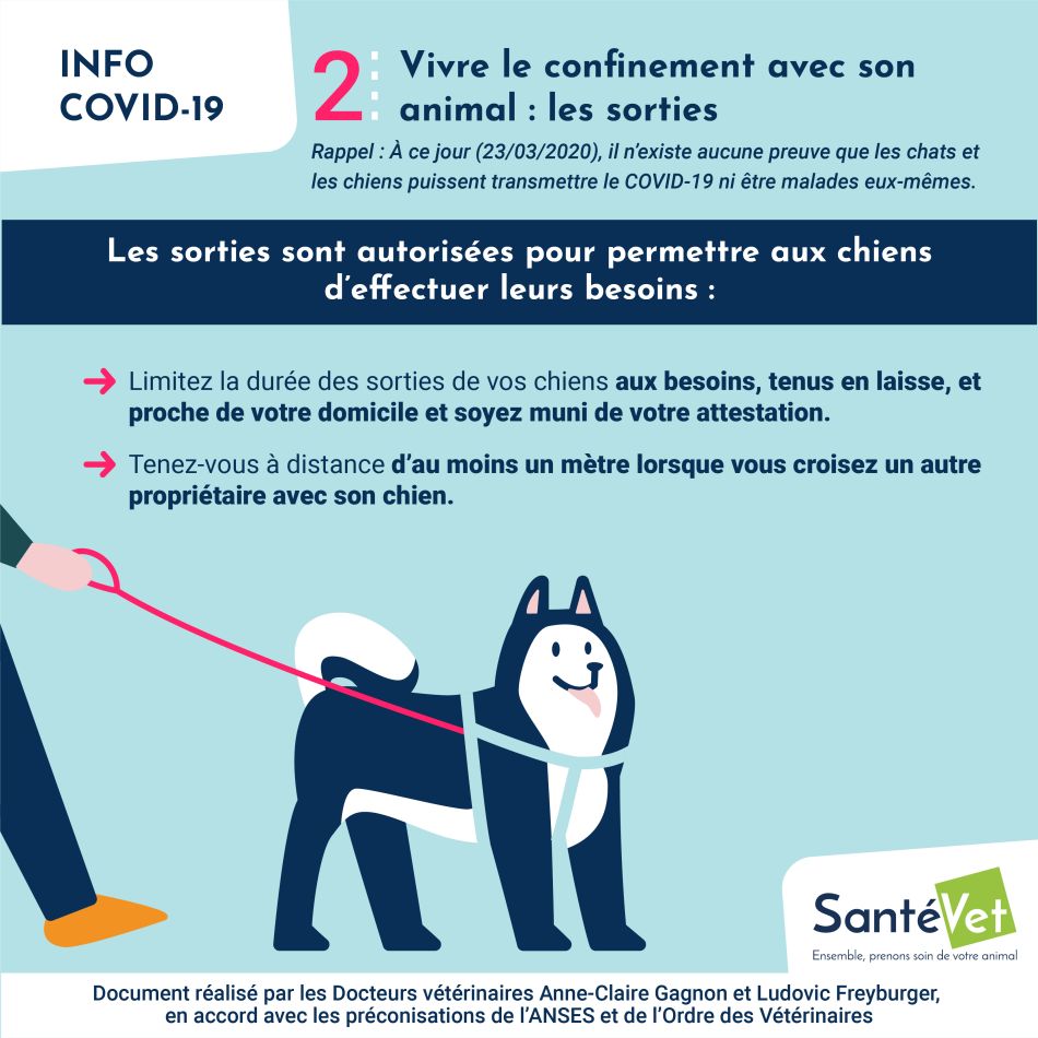 Confiné avec son chien ? Les conseils des vétérinaires