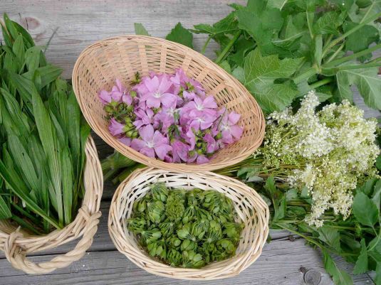 Les plantes : une réponse aux problèmes de santé ?