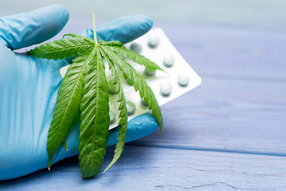 Therapeutic cannabis: experiment extended