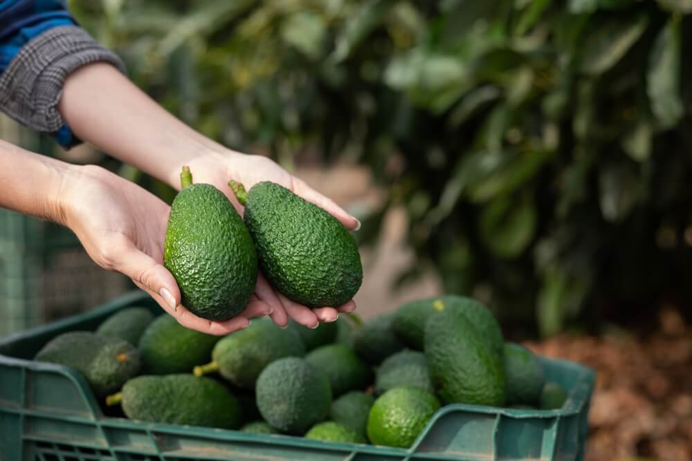 Avocats ©Shutterstock
