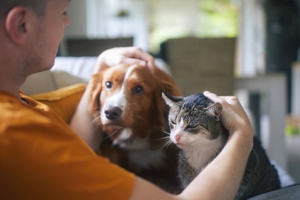 Chien et chat ©Shutterstock Chien et chat ©Shutterstock