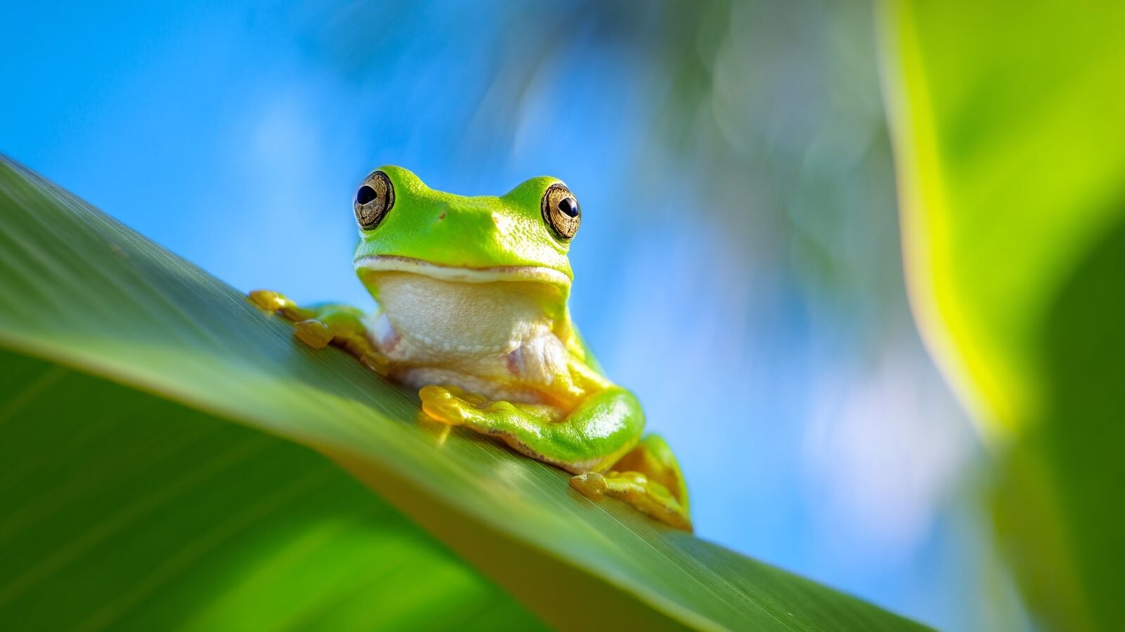 Une bactérie intestinale de grenouille japonaise capable d'éliminer des tumeurs colorectales © SeniorActu