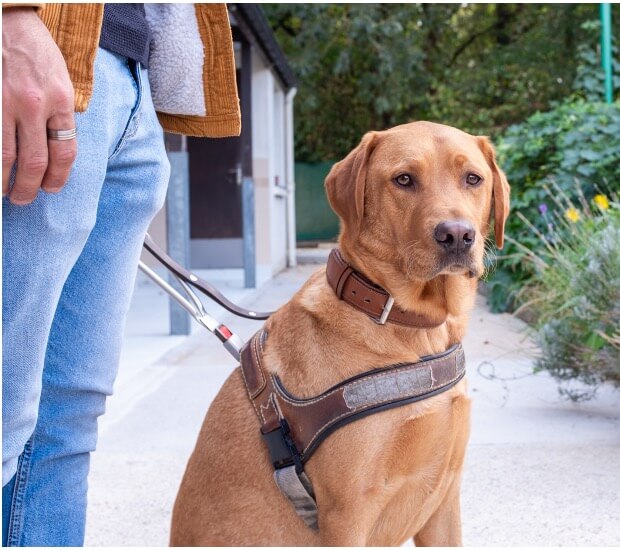 “Mon chien guide a changé ma vie” : le témoignage de Frédéric et de son chien guide Sherlock