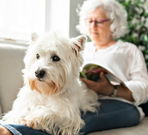 L'animal comme auxiliaire thérapeutique par Pierre Nantas, psychothérapeute L'animal comme auxiliaire thérapeutique par Pierre Nantas, psychothérapeute