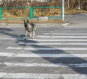 Protection des animaux de compagnie : déploiement d'une stratégie nationale visant à rehausser leurs conditions de vie Protection des animaux de compagnie : déploiement d'une stratégie nationale visant à rehausser leurs conditions de vie