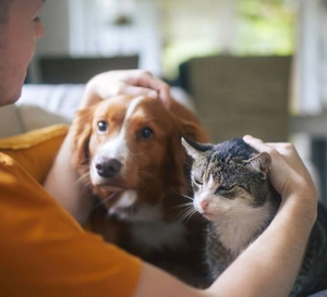 Le Berger Australien et le chat Européen sont les animaux préférés des Français