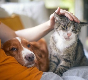 Jusqu'où les Français sont-ils prêts à aller pour leurs animaux de compagnie ?