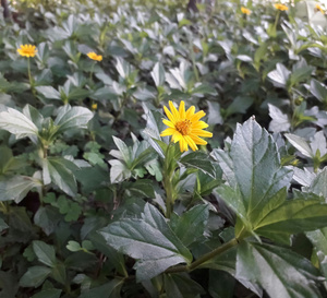 Arnica, une plante aux vertus thérapeutiques millénaires Arnica, une plante aux vertus thérapeutiques millénaires