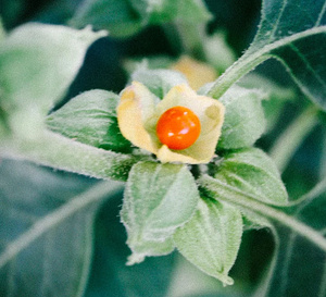 8 raisons d'intégrer l'ashwagandha dans son quotidien