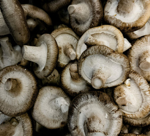 Rentrée 2025 en pleine forme : focus sur le champignon asiatique Shiitake