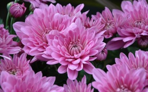 Acheter facilement des fleurs à la Toussaint : quelles solutions pour les seniors ?