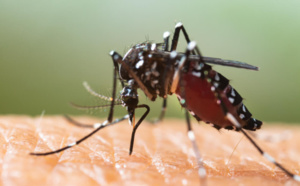 Surveillance et lutte contre le moustique tigre entre mai et novembre