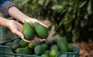 Mieux traverser la ménopause avec l'avocat