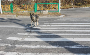Protection des animaux de compagnie : déploiement d'une stratégie nationale visant à rehausser leurs conditions de vie