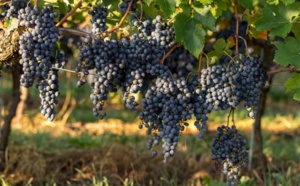 Les environs de Bordeaux : un terroir à explorer