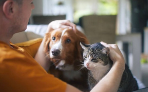 Le Berger Australien et le chat Européen sont les animaux préférés des Français