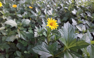 Arnica, une plante aux vertus thérapeutiques millénaires