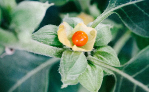 8 raisons d'intégrer l'ashwagandha dans son quotidien