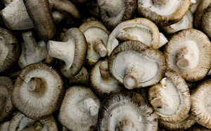 Rentrée 2025 en pleine forme : focus sur le champignon asiatique Shiitake