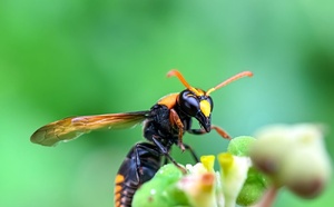 Drame à Sainte-Maxime : un sexagénaire succombe à une piqûre de frelon lors d’une sortie en mer