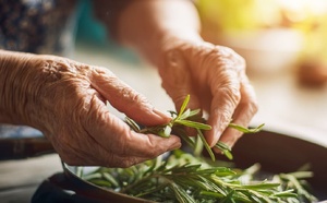 Romarin et Alzheimer : la découverte japonaise qui pourrait tout changer pour votre mémoire