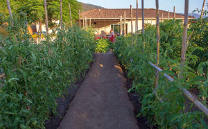 Yves Leccia, la Corse en rouge : des exploitants agricoles "nouvelle génération"