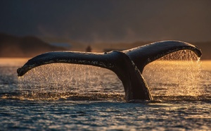 Longévité : cette protéine de baleine qui répare l'ADN pourrait changer la donne après 50 ans