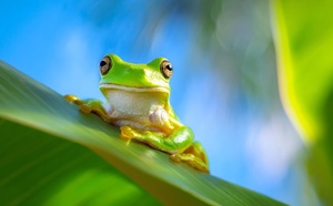 Cancer colorectal : cette bactérie de grenouille élimine 100 % des tumeurs en une seule injection