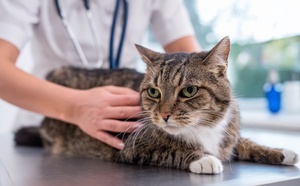Insuffisance rénale du chat : ce traitement japonais qui fait passer la survie de 20 à plus de 80 %