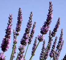 Couleur lavande au Domaine de la Valdaine dans la Drôme Provençale