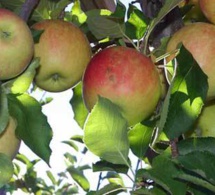 Pomme et diabète de type 2 : un fruit idéal pour l'équilibre glycémique