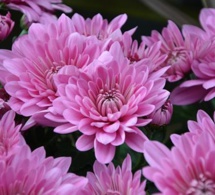 Acheter facilement des fleurs à la Toussaint : quelles solutions pour les seniors ?