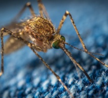 Pasteurdon 2022 : étudier de nouvelles transmissions de virus à l'homme par les moustiques