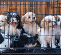Puis-je acheter ou adopter un chien dans une animalerie ?