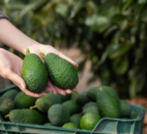 Mieux traverser la ménopause avec l'avocat