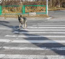 Protection des animaux de compagnie : déploiement d'une stratégie nationale visant à rehausser leurs conditions de vie