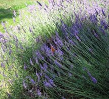 Les seniors et les espaces verts… Usages et attentes