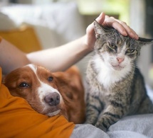 Jusqu'où les Français sont-ils prêts à aller pour leurs animaux de compagnie ?