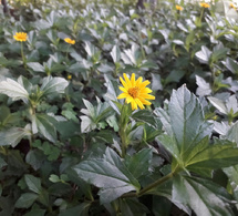 Arnica, une plante aux vertus thérapeutiques millénaires