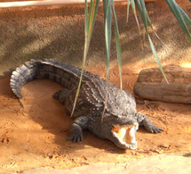 Cet été 'La Ferme aux Crocodiles' vous emmène en Afrique…