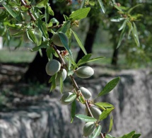 Des effets bénéfiques des amandes sur la santé cardiovasculaire…