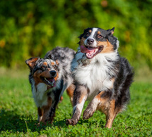 Seniors et compagnons à quatre pattes, trouver l'assurance idéale