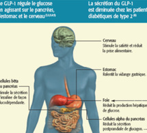 Diabète de type 2 : les incrétino-mimétiques, une étape supplémentaire entre les traitements oraux et l’insuline