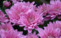 Acheter facilement des fleurs à la Toussaint : quelles solutions pour les seniors ?