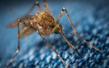 Pasteurdon 2022 : étudier de nouvelles transmissions de virus à l'homme par les moustiques