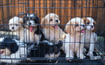 Puis-je acheter ou adopter un chien dans une animalerie ?