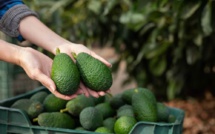 Mieux traverser la ménopause avec l'avocat