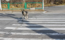 Protection des animaux de compagnie : déploiement d'une stratégie nationale visant à rehausser leurs conditions de vie