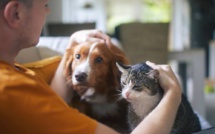Animaux domestiques : de l'importance de les identifier !
