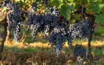 Les environs de Bordeaux : un terroir à explorer